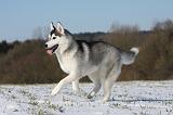 SIBERIAN HUSKY 420